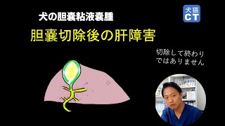 ＜獣医師向け＞胆嚢粘液嚢腫で胆嚢切除後した後にも肝障害が持続します [upl. by Hsuk]