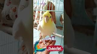 Cute Cockatiel Singing Moments with dancing foot 😍 [upl. by Eatnwahs985]