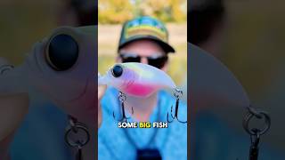 The BEST Pond Fishing Lure The Megabass Griffin is a fish catching machine [upl. by Niple]