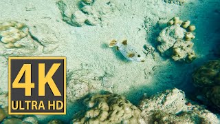 4K ULTRA HD 1h Underwater Meditation  Diving in Mauritius  Relaxing  GoPro 11  Screensaver [upl. by Bille876]