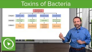 Bacteria Toxins Exotoxins Endotoxins amp MembraneDamaging Toxins – Microbiology  Lecturio [upl. by Mook145]