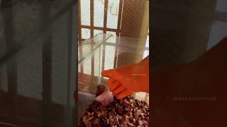 Hamster cage change  hamster tamil tips  balasvoyage [upl. by Ahtabbat]