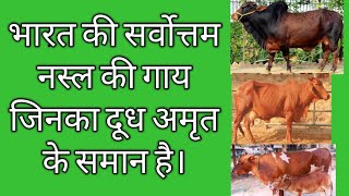 Best breed of Indian Desi cow and their healthly milk A2 भारत की सर्वोत्तम नस्ल की गाय [upl. by Yordan]