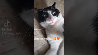 Maracas miooo 🐈🥰❤️ [upl. by Orose]