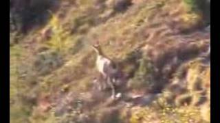 chamois de chaillol N°10mountain hunting french [upl. by Vasiliki457]