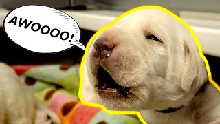 Labrador Puppies Howl At Each Other [upl. by Idnis]