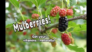 Mulberry Tree Identification and Nutrients [upl. by Aztilay]