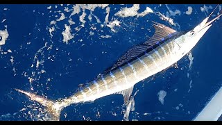 Fishing offshore in the new boat for the first time pays off Long Bill Spearfish [upl. by Mcgray]