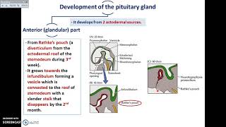 Pituitary Embryology [upl. by Bonnell]