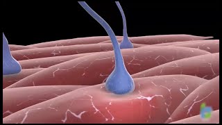 Botox Neural Signaling Blockade Process  3D Animation [upl. by Eilrak]