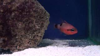 Flame Cardinal Fish Apogon maculatus  Tropical Fish [upl. by Massingill]