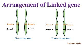 Cis and Trans arrangement of linked genes by Sonali Tayade [upl. by Sheedy]