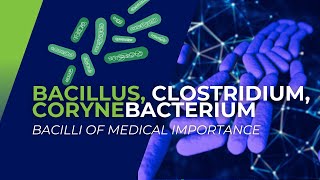 Bacillus Clostridium Corynebacterium Bacilli of Medical Importance [upl. by Nalak]