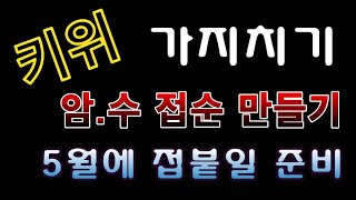 텃밭농부908 키위 가지치기와 접순 만드는 방법 키위재배 [upl. by Nytnerb]