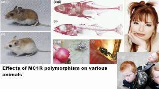 Evolution for Creationists Where Do We Disagree [upl. by Kreis110]