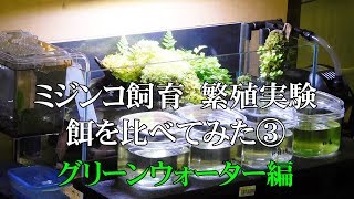 【ミジンコの増やし方】繁殖実験 餌を比べてみた③ グリーンウォーター編 [upl. by Allerus]