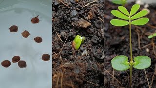 Mimosa pudica  How to grow Mimosa pudica Sensitive Plant from seeds [upl. by Pernas]