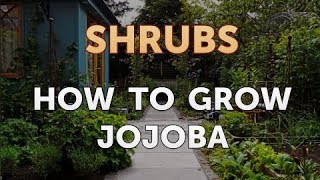 How to Grow Jojoba [upl. by Seravaj871]