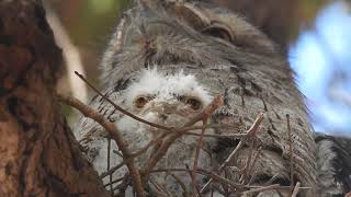 Tawny Frogmouth Owls male and female on nest with chick [upl. by Kcirredal93]