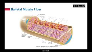 Skeletal Muscle Structure [upl. by Annat]