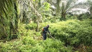 pangkas habis pakis kawat dengan mesin rumput brush cutter [upl. by Timmi]