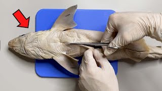 Strange Organ Inside a Shark   Shark Dissection [upl. by Tawney]