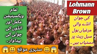 Lohmann Brown Full Egg Laying Hens Available On Wholesale Rates  Lohman Brown Farming In Pakistan [upl. by Laflam]