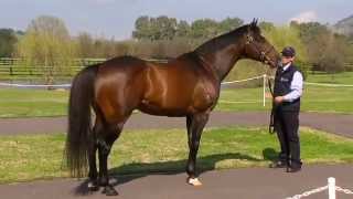 Testa Rossa Stallion at Vinery Stud [upl. by Uke]