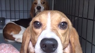 Beagles Step On Grass For First Time After Being Freed from Lab Testing [upl. by Hanae67]