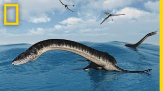 Plesiosaurs 101  National Geographic [upl. by Luther]