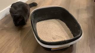 Arm  Hammer Sifting Litter Box Why its so Easy to Clean [upl. by Rednasxela33]