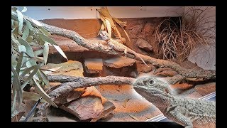 Naturalistic Bearded Dragon Setup [upl. by Nahshunn]