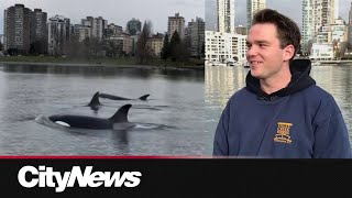 Ferry boat captain shares story of Orca encounter in Vancouvers False Creek [upl. by Kraft]