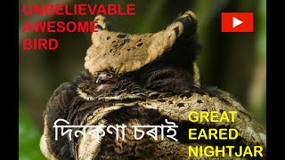 GREAT EARED NIGHTJAR A rare species of nightjar family To know more Visit wwwwildeastin [upl. by Hawker]