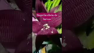 video plants stapelia greenplants [upl. by Studnia691]