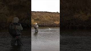 POSTFLY BOX SLAM Fly Fishing for Trout troutfishing flyfishing [upl. by Bumgardner987]