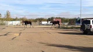 Two bull moose in Acheson industrial park near Edmonton [upl. by Wamsley846]