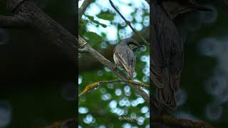 Red Breasted Nuthatch Call EurasianNuthatch [upl. by Amie]