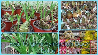 How to grow cymbidium orchid for back bulbs easy Method♥️ [upl. by Urquhart]