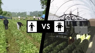 Human vs Machine  Strawberry Harvesting Automation [upl. by Llieno369]