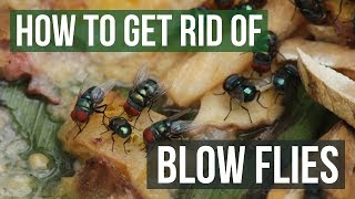 How to Get Rid of Blow Flies 4 Easy Steps [upl. by Yekcin]