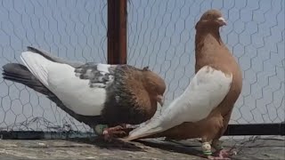 Romantic yellowbreasted pigeons [upl. by Oberstone]