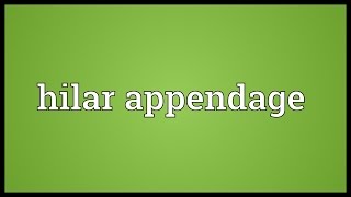 Hilar appendage Meaning [upl. by Dlorrej]