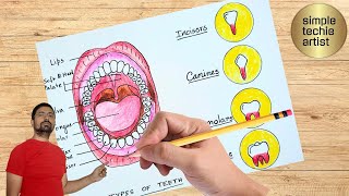 Types of Human Teeth labeled diagram drawing  How to draw four types of Teeth diagram easily [upl. by Bashemeth]