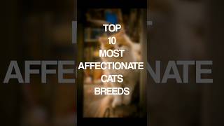 Top 10 most Affectionate cats breeds top ten cats breeds cats pet [upl. by Gilpin]