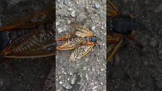 cicadas 2024 north carolina cicadas insects cicada northcarolina [upl. by Nidorf]