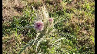 How to Control Bull Thistle [upl. by Gratia682]