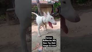 BULLTERRIER MIX 55 JUTA ‼️ [upl. by Enymzaj710]