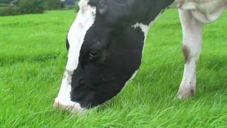 13 yearold cow grazing grass [upl. by Notla]