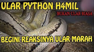 HAM1L ULAR PYTHON RETICULATUS DI PEKANBARU [upl. by Ruben498]